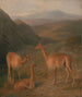 Vigognes - Jacques-Laurent Agasse — vy av konstverket