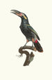 L'Aracari Koulik hane av Guyana - Jacques Barraband — vy av konstverket