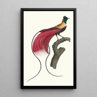 Jacques Barraband - LOiseau de Paradis rouge.webp