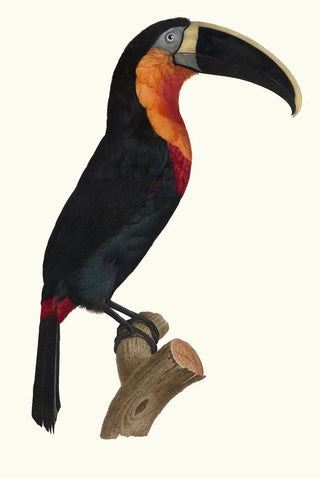 Jacques Barraband - Le grand Tocan gorge orange.webp