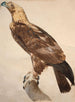 L'Aigle de Thèbes - Jacques Barraband — vy av konstverket