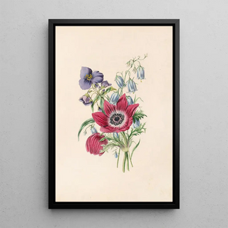 James Ackerman - AnemoneHarebellSpiderwort.webp
