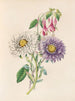 Aster de Chine et fuchsia - James Ackerman — vy av konstverket