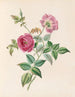 La Rose - James Ackerman — vy av konstverket