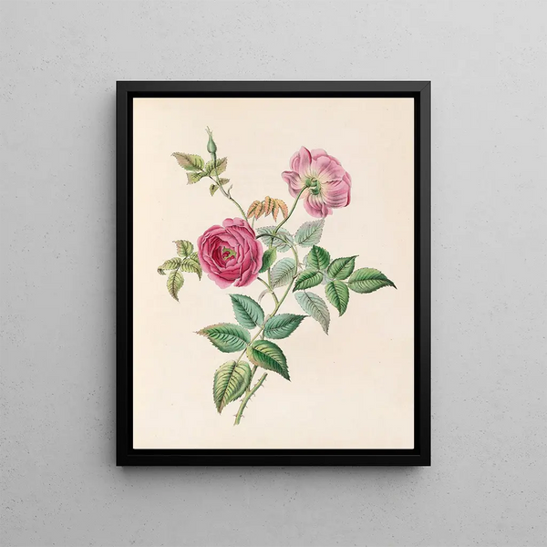 James Ackerman - The Rose.webp