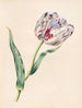 La Tulipe - James Ackerman — vy av konstverket