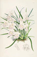 En monografi av Odontoglossum Pl02 - James Bateman — vy av konstverket