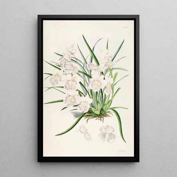 James Bateman - A monograph of Odontoglossum Pl02.webp