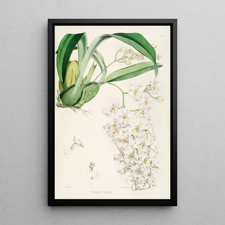 James Bateman - A monograph of Odontoglossum Pl05.webp