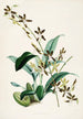 En monografi av Odontoglossum Pl14 - James Bateman — vy av konstverket