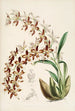 En monografi av Odontoglossum Pl16 - James Bateman — vy av konstverket