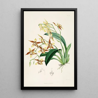 James Bateman - A monograph of Odontoglossum Pl19.webp