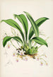 En monografi av Odontoglossum Pl23 - James Bateman — vy av konstverket