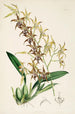 En monografi av Odontoglossum Pl24 - James Bateman — vy av konstverket