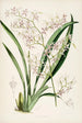 En monografi av Odontoglossum Pl25 - James Bateman — vy av konstverket