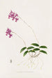Barkeria Lindleyana - James Bateman — vy av konstverket