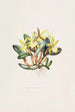 Brasavola Glauca - James Bateman — vy av konstverket