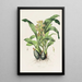 Catasetum Maculatum - James Bateman — inramlat konstverk på väggen