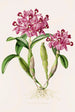 Cattleya Skinneri - James Bateman — vy av konstverket