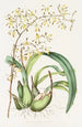 Epidendrum Alatum - James Bateman — vy av konstverket