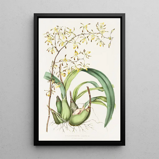 James Bateman - Epidendrum Alatum.webp