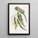 Epidendrum Aloifolium - James Bateman — inramlat konstverk på väggen