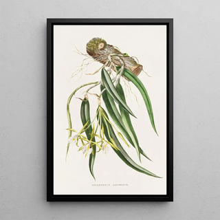 James Bateman - Epidendrum Aloifolium.webp