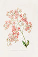 Epidendrum Erubescens - James Bateman — vy av konstverket