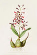 Epidendrum Macrochilum - James Bateman — vy av konstverket