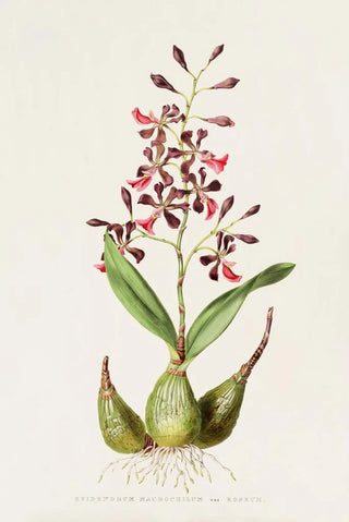 James Bateman - Epidendrum Macrochilum.webp
