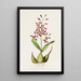 Epidendrum Macrochilum - James Bateman — inramlat konstverk på väggen