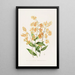 Epidendrum Polyanthum - James Bateman — inramlat konstverk på väggen