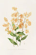 Epidendrum Polyanthum - James Bateman — vy av konstverket
