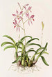 Laelia Autumnalis - James Bateman — vy av konstverket