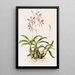 Laelia Autumnalis - James Bateman — inramlat konstverk på väggen