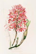 Laelia Superbiens - James Bateman — vy av konstverket