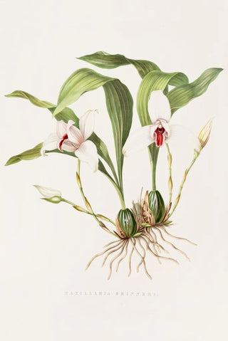 James Bateman - Maxillaria Skinneri.webp