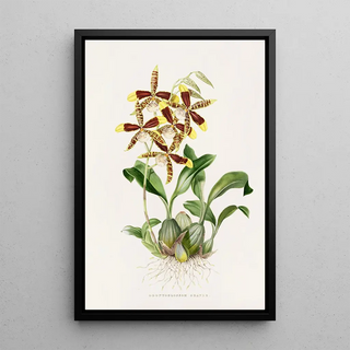 James Bateman - Odontoglossum Grande.webp