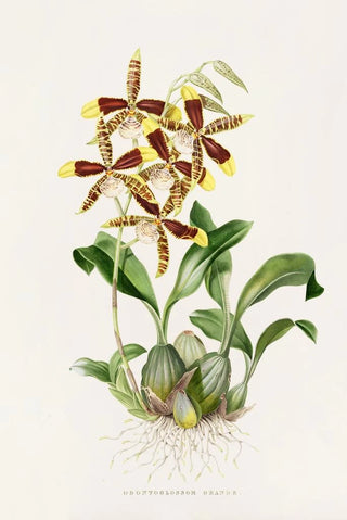 James Bateman - Odontoglossum Grande.webp