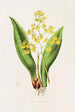 Oncidium Cavendishianum - James Bateman — vy av konstverket