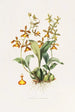 Oncidium Insleayii - James Bateman — vy av konstverket