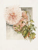 Krysantemum - James Callowhill — vy av konstverket