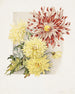 Daisies - James Callowhill — vy av konstverket