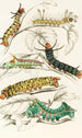 Chenille d'Erythrinae Molina Nesia Netrix - James Duncan — vy av konstverket