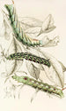 Chenille de Metopsilus Tersa Sphinx Chionanthi Sphinx Gaurae - James Duncan — vy av konstverket