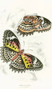 Cethosia Cyane - James Duncan — vy av konstverket