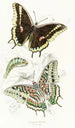 Charaxes Jasius - James Duncan — vy av konstverket