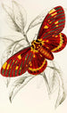 Dorycampa regalis - James Duncan — vy av konstverket