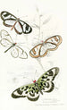 Heliconia Flora Heliconia Diaphana Acraea Pasiphae - James Duncan — vy av konstverket