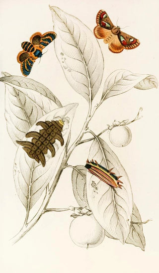 James Duncan - Limacodes Cippus Ecnomidea Pithecium.webp